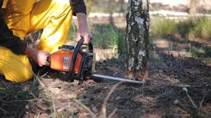 Trusted Susanville, CA Tree Removal Services Experts