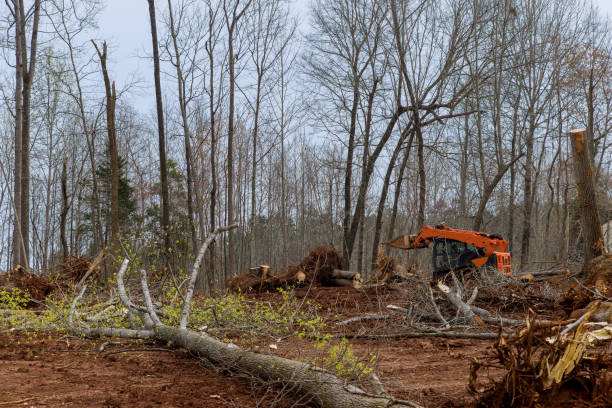 How Our Tree Care Process Works  in  Susanville, CA